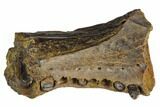 1.6" Cretaceous Alligatoroid (Brachychampsa) Jaw Section - Montana - #129813-1